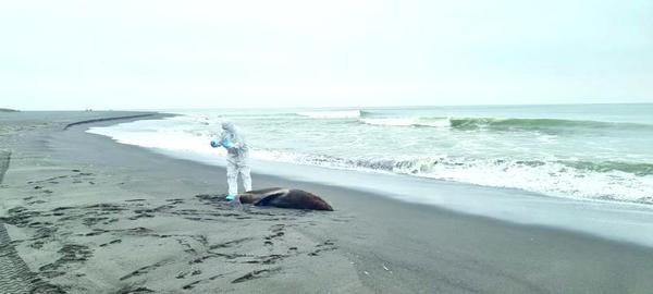 Foto: Sernapesca/Referencial