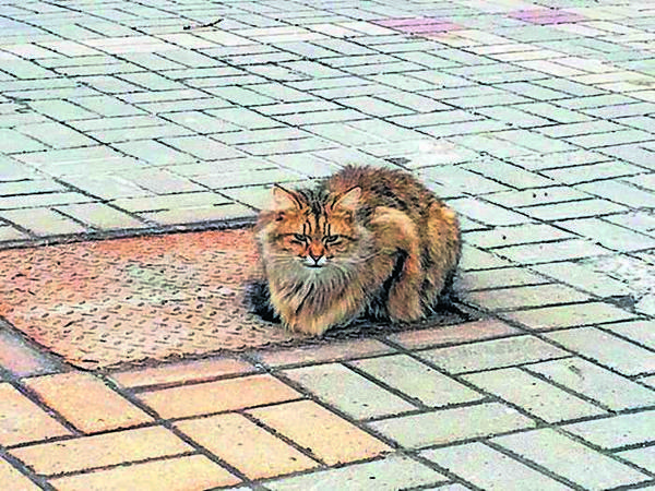 VKontakte