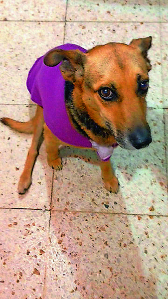 cedida