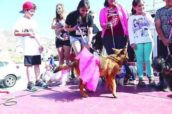 facebook: Perrotón antofagasta (archivo)