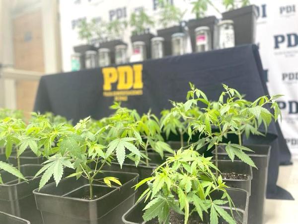 pdi