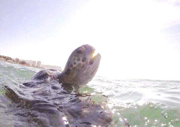GENTILEZA Tortumar