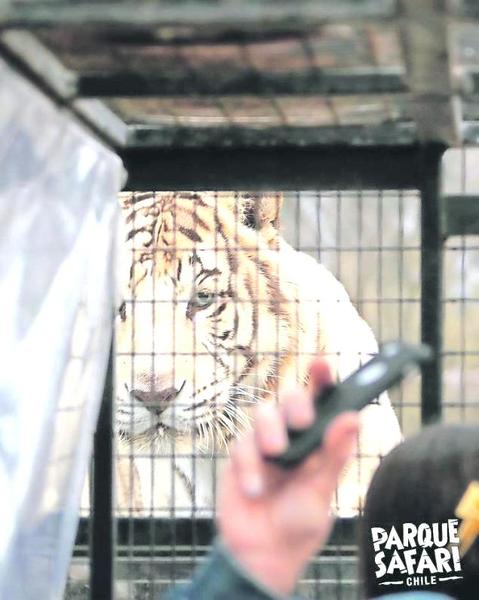 parque safari