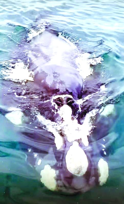 captura